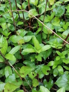 草